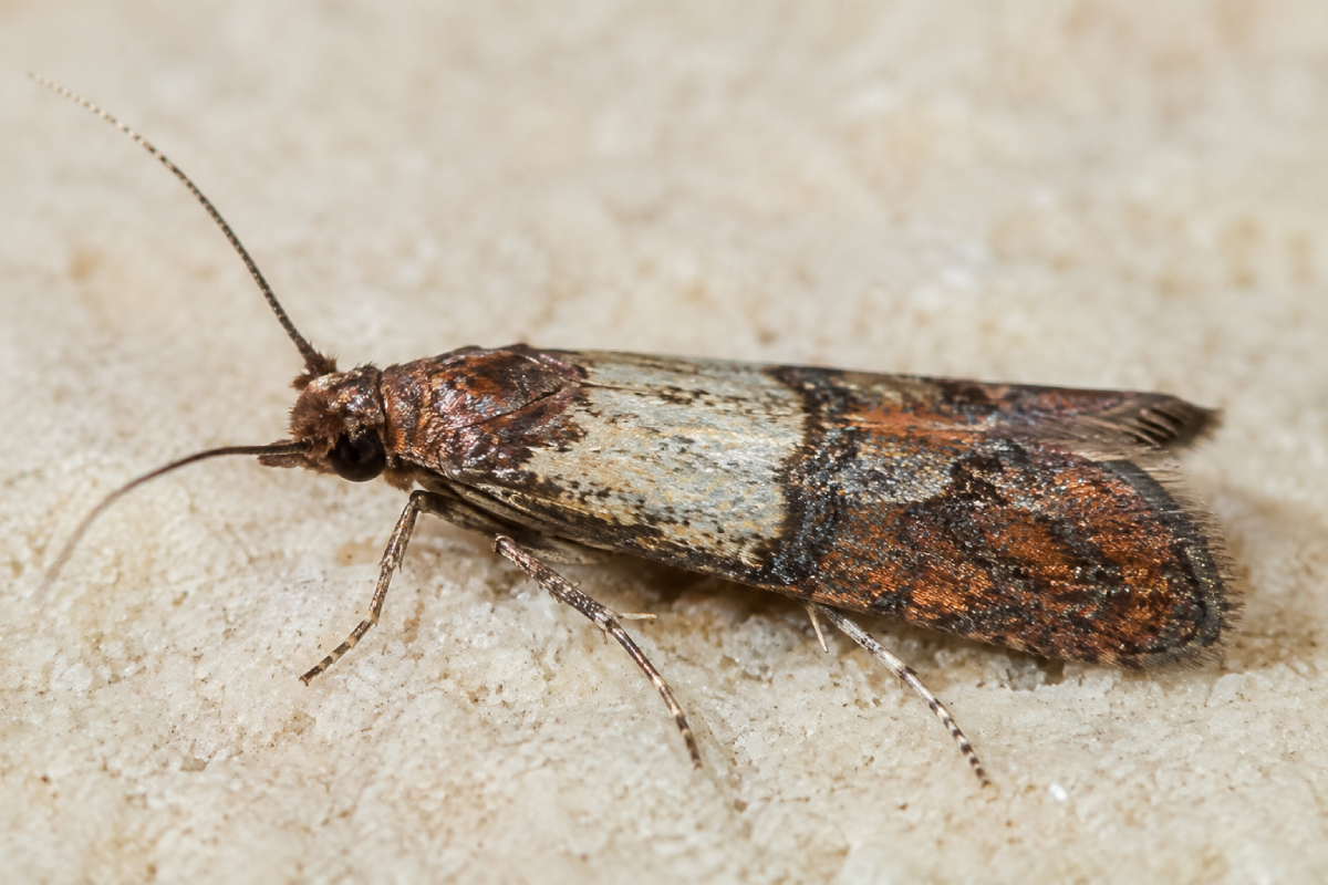 Pantry moth showing the distinctive brown and tan wings