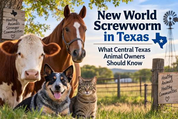 New World Screwworm in Texas: What Central Texas Animal Owners Should Know